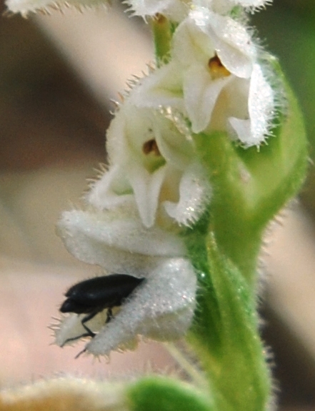 Goodyera repens